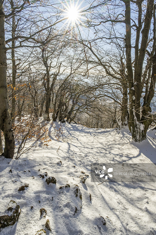 冬季,斯洛伐克霍尔纳波鲁巴瓦佩奇的欧洲山毛榉(Fagus sylvatica)树在森林中,树枝上覆盖着白霜。图片素材