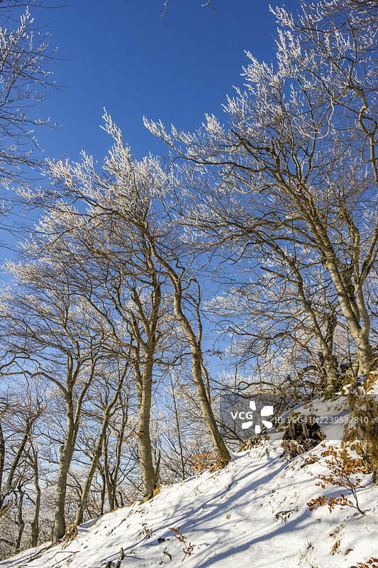 冬季,斯洛伐克霍尔纳波鲁巴瓦佩奇的欧洲山毛榉(Fagus sylvatica)树在森林中,树枝上覆盖着白霜。图片素材