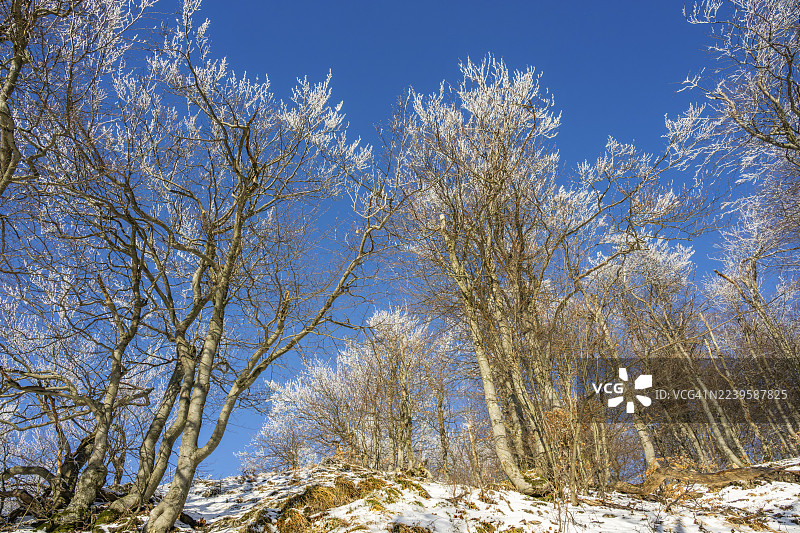 冬季,欧洲山毛榉(Fagus sylvatica)树在森林中,树枝上覆盖着白霜,地点:斯洛伐克霍尔纳波鲁巴的瓦佩奇。图片素材
