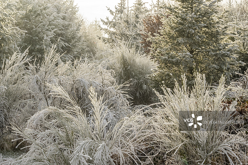 冬季阳光明媚的巴伐利亚，德国，欧洲，混合林，有挪威云杉（Picea abies）、欧洲山毛榉（Fagus sylvatica）和苏格兰金雀花（Cytisus scoparius），覆盖着白霜。图片素材