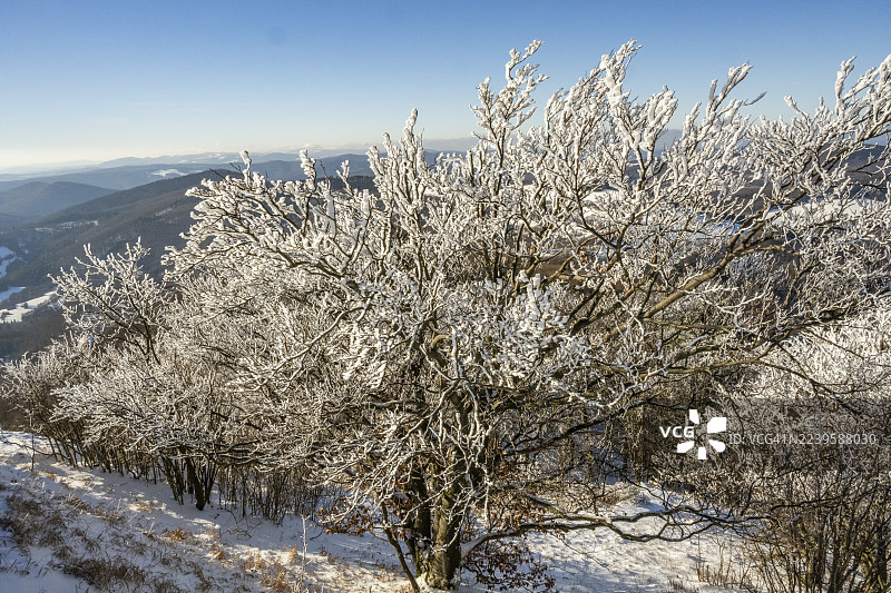 冬季,欧洲山毛榉(Fagus sylvatica)树在森林中,树枝上覆盖着白霜,地点为斯洛伐克霍尔纳波鲁巴的瓦佩奇。图片素材