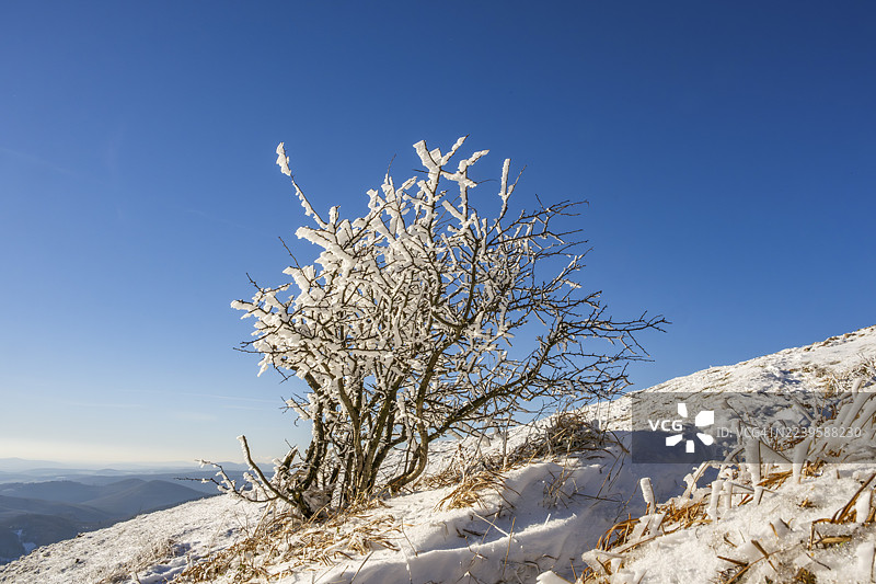 冬季，瓦佩奇，霍尔纳波鲁巴，斯洛伐克，树枝上结满白霜的小灌木图片素材