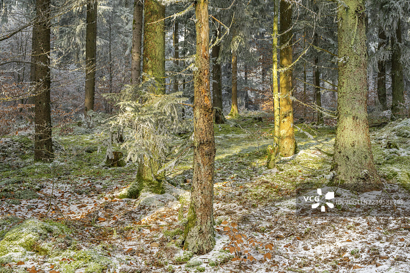 冬季阳光明媚的一天,巴伐利亚州,德国,欧洲山毛榉(Fagus sylvatica)和挪威云杉(Picea abies)组成的混合森林,白雪皑皑。图片素材