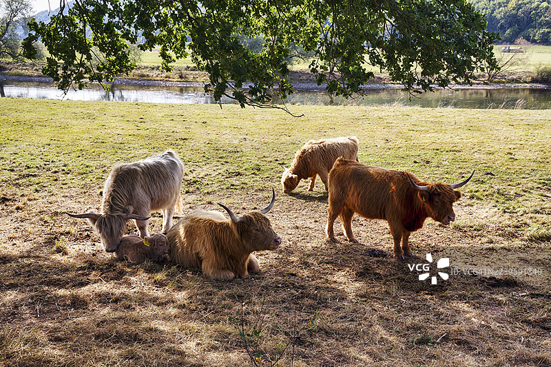 高地牛，一群牛带着小牛寻找阴凉，新生牛犊依偎在母牛身边，景观维护，牧场放养，霍尔茨明登，威悉高地，下萨克森，德国图片素材