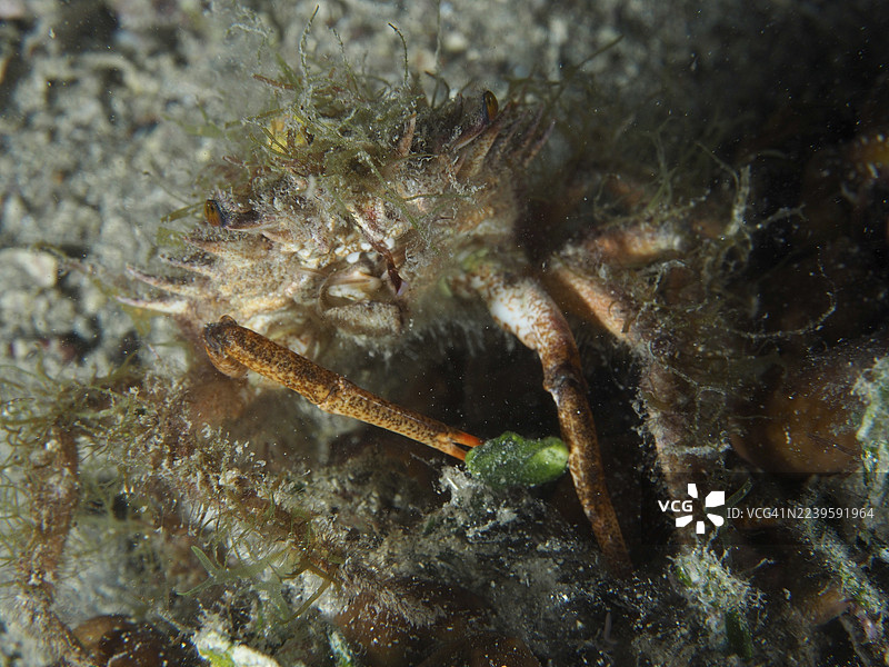 海藻蟹，小蜘蛛蟹（Maja crispata），栖息于沙质海床。潜水点：House Reef，斯托亚，普拉，克罗地亚，地中海图片素材