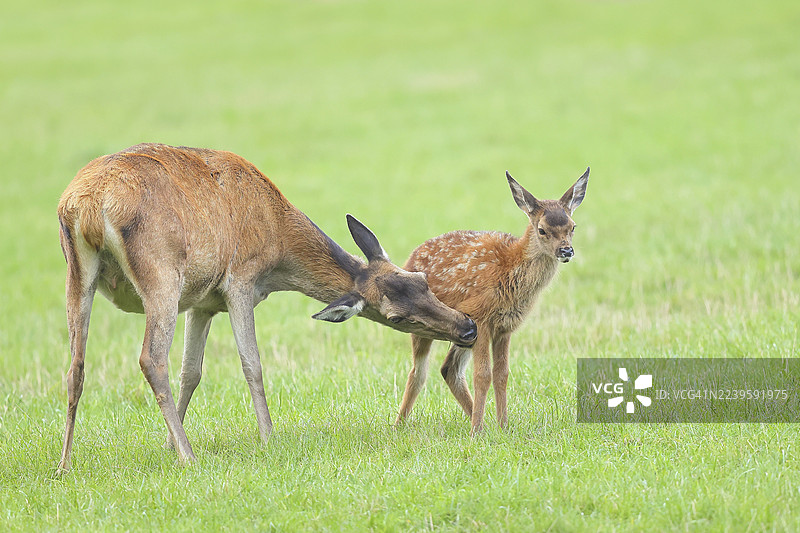 成年的红鹿母鹿(Cervus elaphus)带着幼崽站在草地上,舔舐幼崽的毛发,野生动物,哺乳动物,德国北莱茵-威斯特法伦州锡根-维特根施泰因地区的霍恩罗特森林之家(Forsthaus Hohenroth am Rothaarsteig)。图片素材