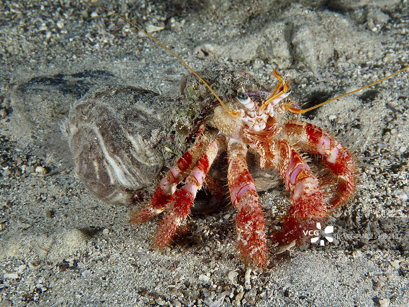 红腿寄居蟹（Dardanus calidus）在水下沙地上，腿部呈亮红色。潜水点：斯托亚，普拉，克罗地亚，地中海的House Reef。图片素材