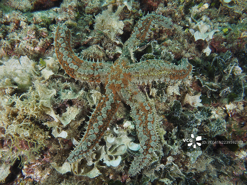 一只显眼的棘状海星(Marthasterias glacialis)躺在多样的海底基质上。潜水点:斯托亚,普拉,克罗地亚,地中海的House Reef。图片素材