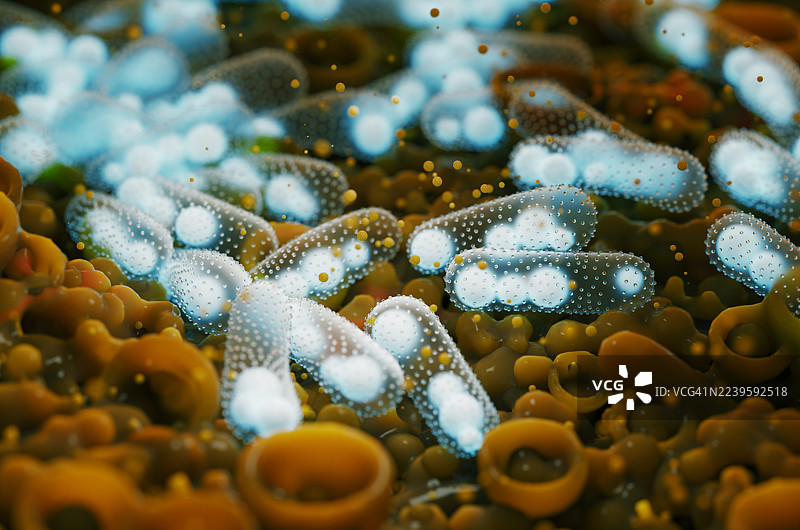 有机表面上大肠杆菌的特写图片素材