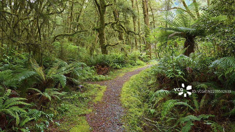 一条狭窄的小路蜿蜒穿过茂密的绿色森林，有蕨类植物和苔藓覆盖的树木，位于新西兰南岛阿斯帕林山国家公园的哈斯特河畔的普莱森特弗拉特桥。图片素材