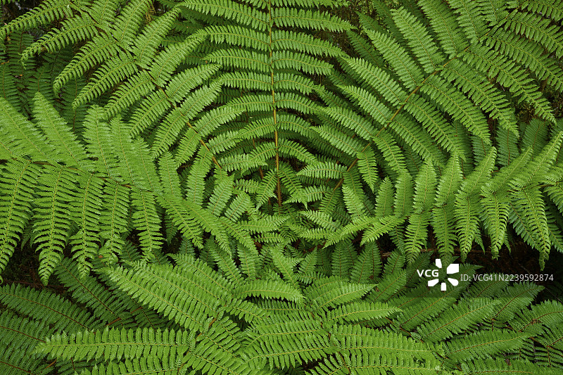 新西兰南岛、阿斯帕林山国家公园、普莱森特弗拉特大桥、哈斯特河、哈斯特地区，对称排列的鲜绿色蕨类叶子构成密集、自然的图案图片素材