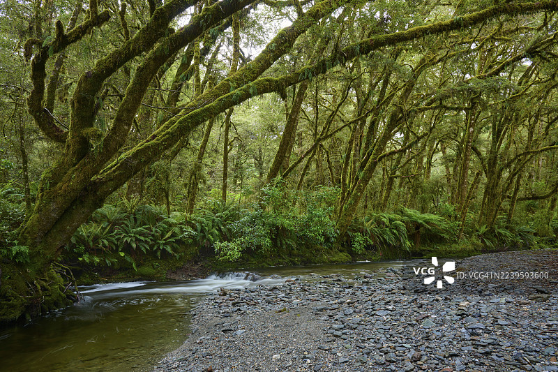 新西兰南岛马修阿斯皮林国家公园哈斯特河畔的宁静河流，两侧是苔藓树木和蕨类植物，位于普莱森特弗拉特桥附近。图片素材