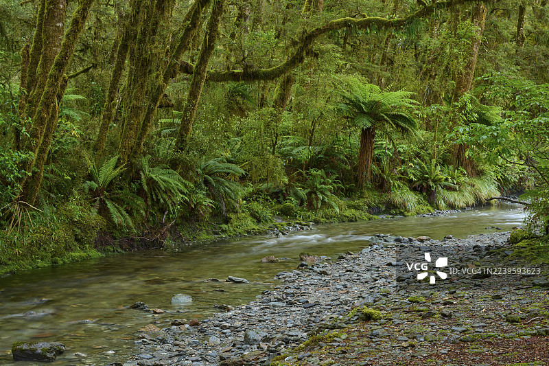 新西兰南岛马特森国家公园哈斯特地区，哈斯特河在长满蕨类的茂密森林中蜿蜒流过，经过普莱森特弗拉特桥。图片素材