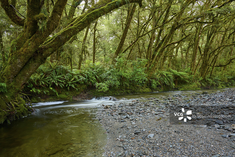 新西兰南岛阿斯帕林山国家公园哈斯特河畔，溪流静静流淌过蕨类植物丛生的茂密森林和河岸石块，位于普莱森特弗拉特桥附近。图片素材