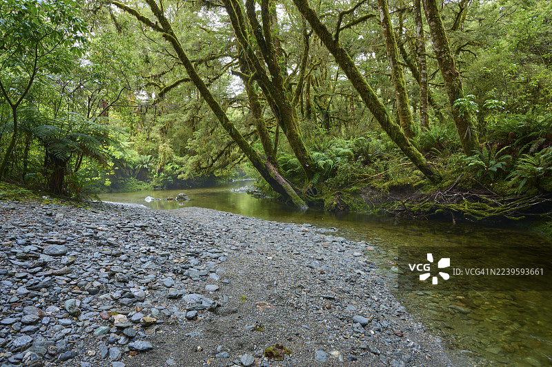 苍翠茂密的森林景色，有宁静流淌的河流和卵石河岸，位于新西兰南岛亚斯派林山国家公园的哈斯特河哈斯特普莱森特弗拉特桥。图片素材