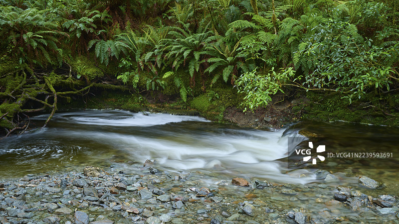 新西兰南岛阿斯帕林山国家公园哈斯特河畔的 Pleasant Flat Bridge 附近，清澈的河水缓缓流淌，两岸是蕨类植物茂盛的森林。图片素材