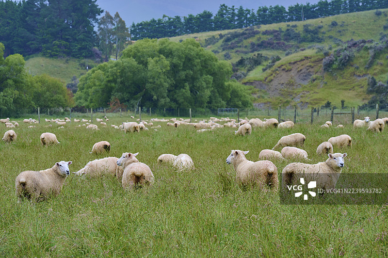 一群绵羊在牧场上，周围环绕着树木和山丘，位于新西兰南岛南地区的莫斯伯恩。图片素材