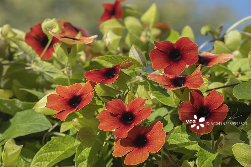 黑眼苏珊 (Thunbergia alata)，明斯特兰，北莱茵-威斯特法伦州，德国图片素材