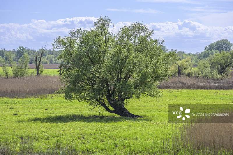 科帕奇里特自然公园的牛轭湖和沼泽地，科帕切沃，奥西耶克-巴兰亚县，克罗地亚图片素材