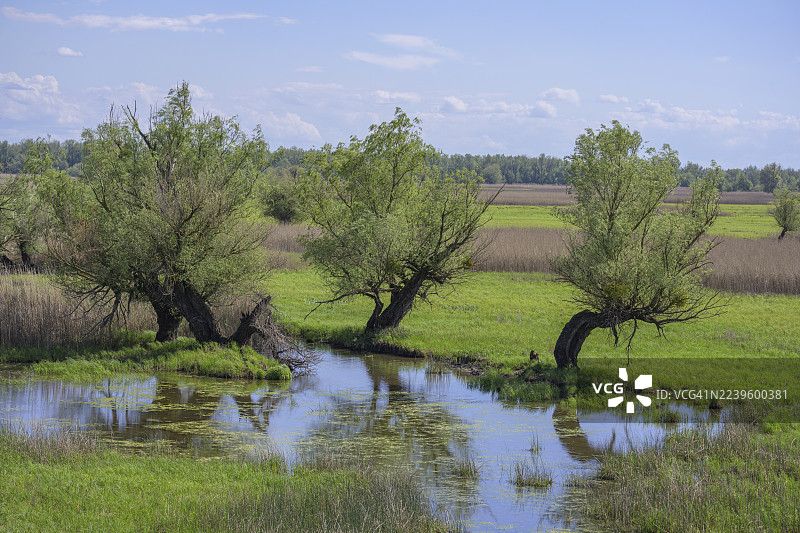 科帕奇里特自然公园的牛轭湖和沼泽地，有树木，位于克罗地亚奥西耶克-巴兰亚县科帕切沃图片素材