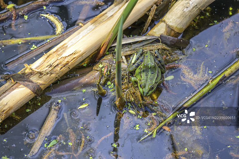 科帕奇里特自然公园的食用蛙(Pelophylax cl. esculentus),位于克罗地亚奥西耶克-巴兰亚县科帕切沃图片素材