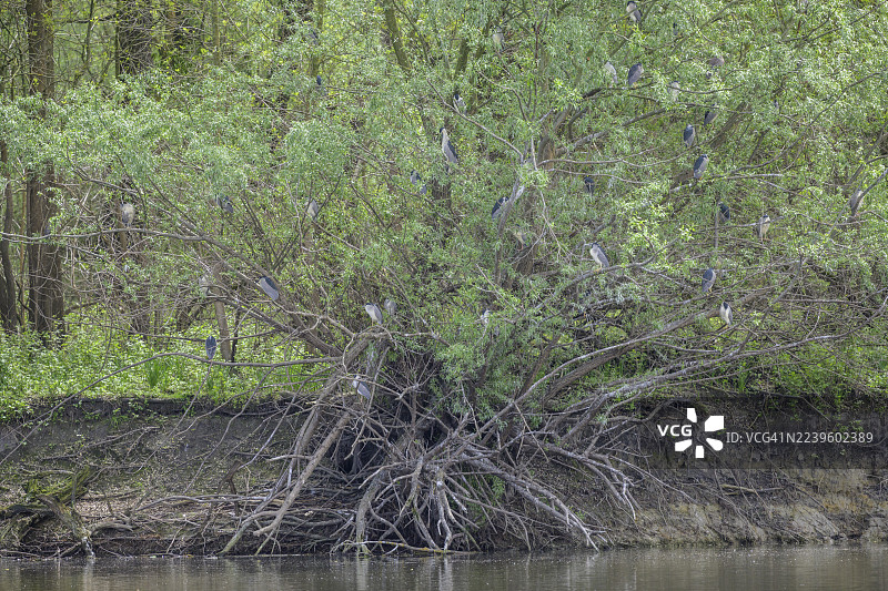 科帕奇里特自然公园（克罗地亚，奥西耶克-巴兰亚县，科帕切沃）中的夜鹭（Nycticorax nycticorax）栖息地图片素材