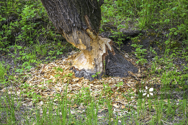 克罗地亚奥西耶克-巴兰亚县科帕切沃科帕奇里特自然公园被河狸啃噬的树木图片素材