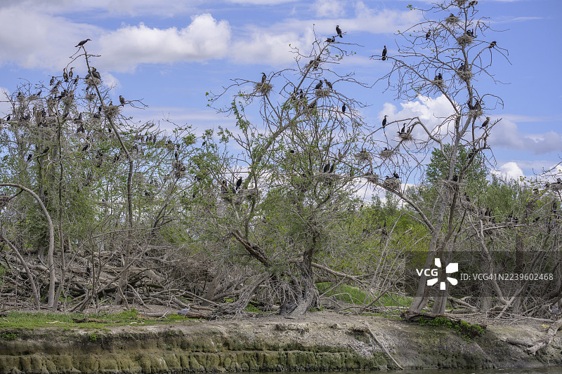 科马兰鹭(Phalacrocorax carbo)在克罗地亚奥西耶克-巴兰亚县科帕切沃科帕奇里特自然公园树林中的群体图片素材
