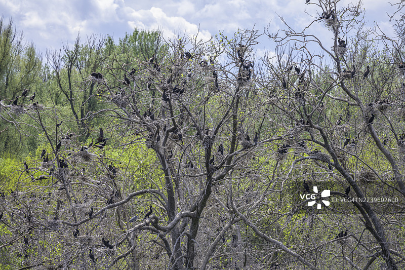 科马兰特(Phalacrocorax carbo)在克罗地亚奥西耶克-巴兰尼亚县科帕切沃科帕奇里特自然公园树上的群落图片素材