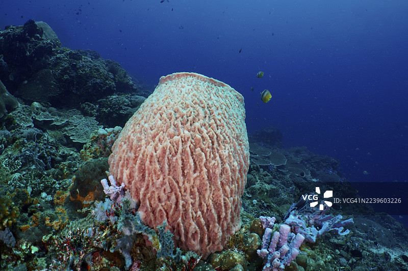 一只桶状海绵(Xestospongia testudinaria)在清澈的蓝色海水中雄伟地升起。潜水点:SD,努沙切宁安,努沙佩尼达,巴厘岛,印度尼西亚图片素材