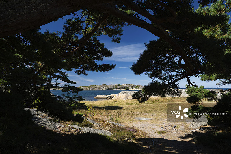 瑞典博胡斯兰斯科格拉克岛雷索岛的松林景观，索特纳斯，韦斯特拉格特兰省图片素材
