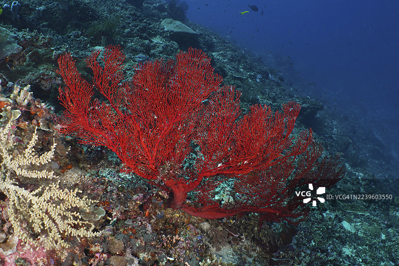 深蓝色海水中的巨型红扇珊瑚(Melithaea ochracea),固定在礁石上。潜水点:印度尼西亚巴厘岛努沙佩尼达努沙伦宁安水晶湾。图片素材