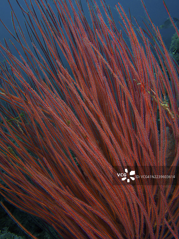 水下特写镜头：密集灌木海扇（Ellisella ceratophyta）。潜水点：印度尼西亚巴厘岛Penyapangan的Spice Reef。图片素材