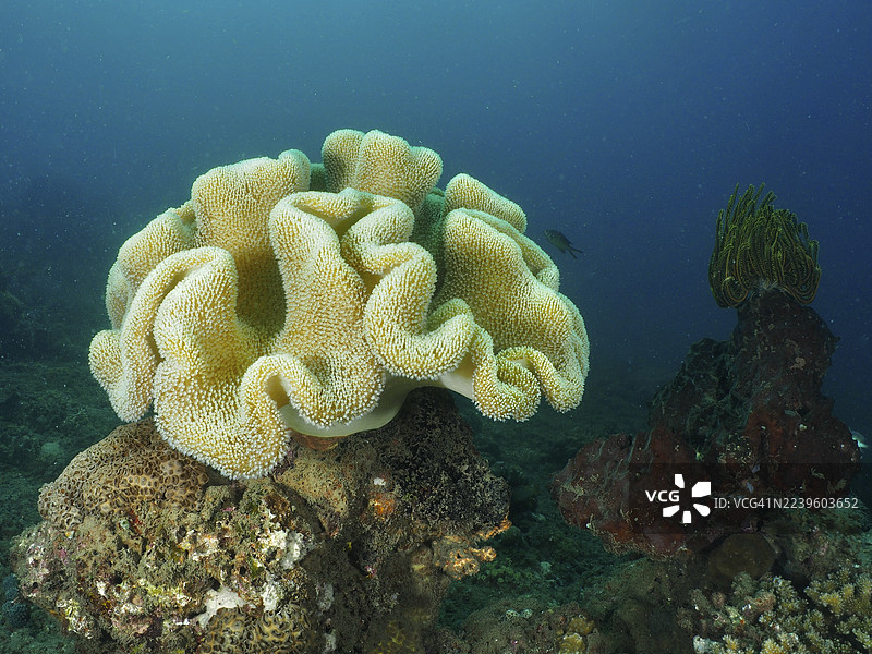 巨大的黄褐色珊瑚结构,属于蘑菇皮革珊瑚(Sarcophyton glaucum),在蓝色海洋中图片素材