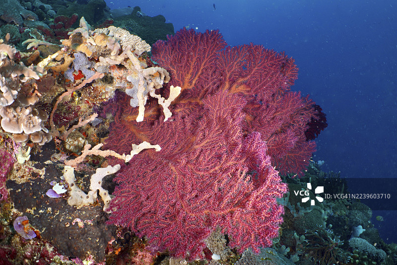 色彩斑斓的水下景观中的红结扇（Melithaea ochracea）。潜水点SD，金银岛，佩尼达岛，巴厘岛，印度尼西亚图片素材