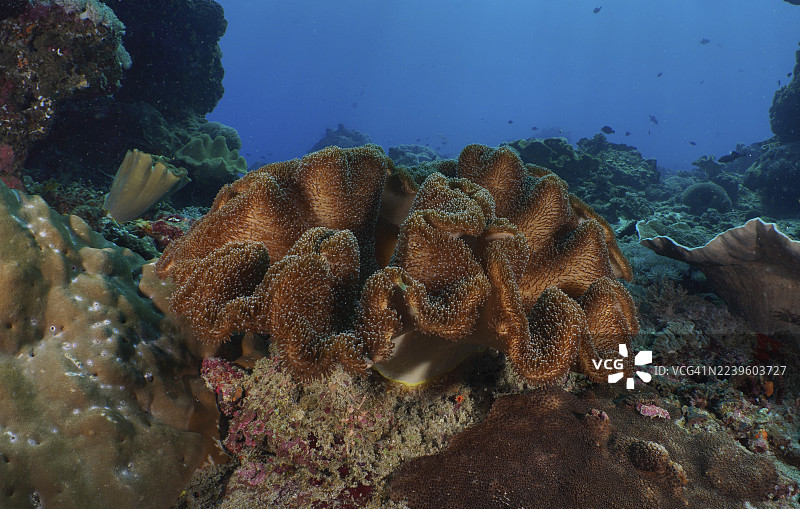 印尼巴厘岛努沙佩尼达努沙赛宁岸Toyapakeh潜水点，热带海床上巨大的皮革珊瑚（Sarcophyton glaucum）。图片素材