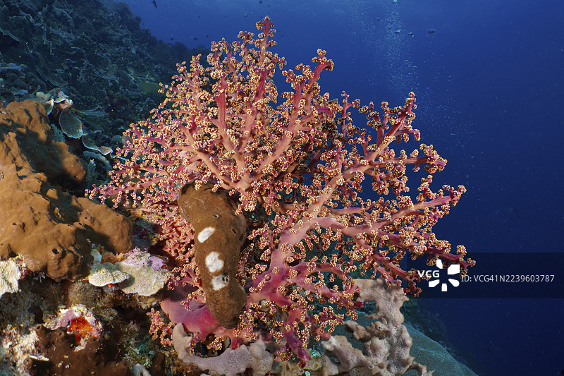 引人注目的粉色珊瑚,戈德弗鲁瓦软珊瑚(Siphonogorgia godeffroyi),在深蓝色海洋背景的映衬下格外醒目。潜水点:SD,努沙切宁安,努沙佩尼达,巴厘岛,印度尼西亚图片素材