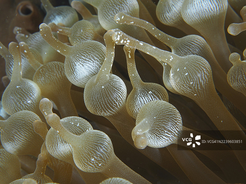 水下泡泡海葵（Entacmaea quadricolor）触手的特写镜头。潜水点：印度尼西亚巴厘岛努沙佩尼达努沙塞宁安的Toyapakeh。图片素材