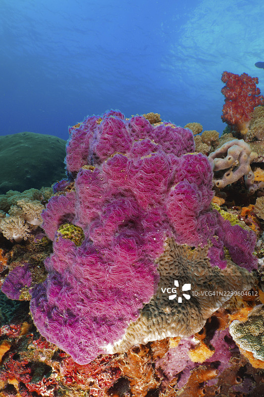 海洋环境中色彩鲜艳的紫光海绵 (Chalinula nematifera)。潜水点:SD,努沙切宁安,努沙珀尼达,巴厘岛,印度尼西亚。图片素材