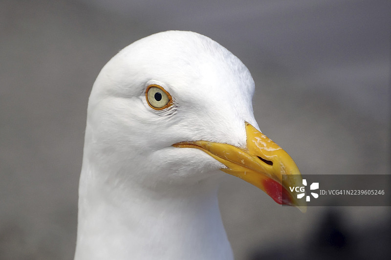 苏格兰设得兰群岛勒威克的海鸥特写，有黄色喙和白色羽毛图片素材