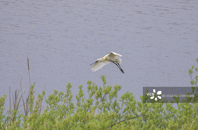 勺嘴鹬（Platalea leucorodia）在克罗地亚锡萨克-莫斯拉维纳县克拉耶（Krapje）的克拉耶多尔自然保护区图片素材