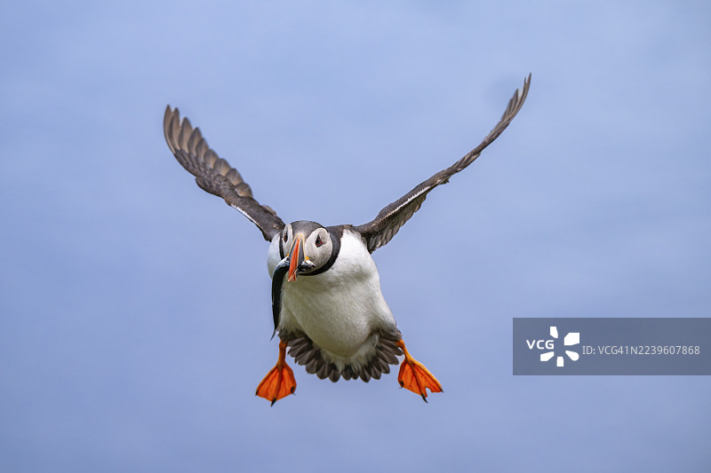 飞翔的海鹦（Fratercula arctica），喙中叼着鱼，地点：冰岛东部巴卡格尔迪图片素材