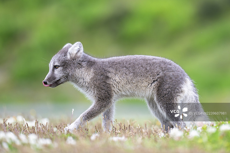 年轻的北极狐（Vulpes lagopus），东峡湾，冰岛东部，冰岛图片素材