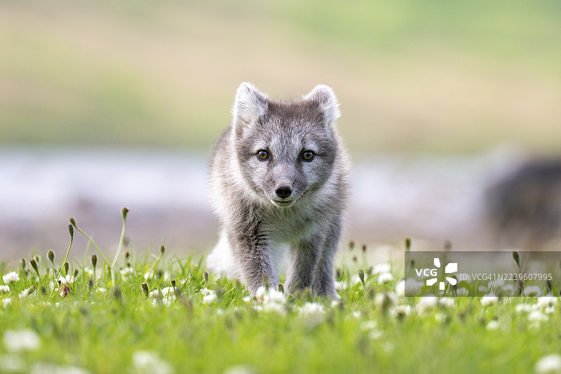 冰岛东部峡湾的年幼北极狐（Vulpes lagopus）图片素材
