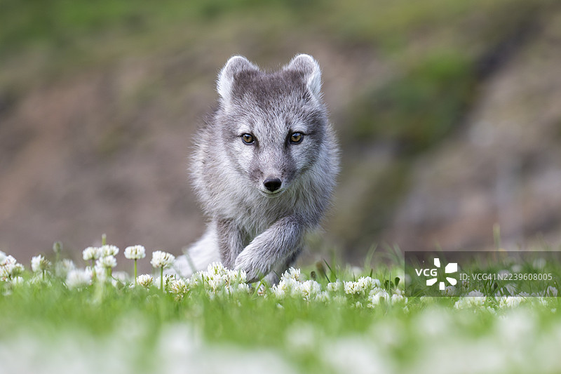 年轻的北极狐（Vulpes lagopus），东部峡湾，冰岛东部，冰岛图片素材