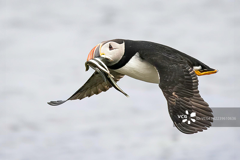 海雀衔鱼飞行图片素材
