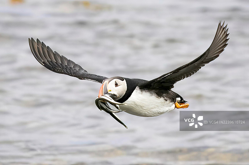 海鹦衔鱼飞翔图片素材