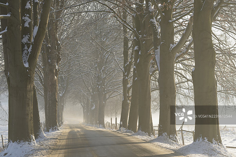 冬日，北莱茵-威斯特法伦州德国的冬季道路条件下，林荫道图片素材