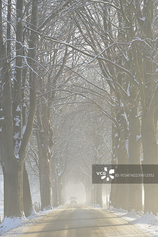 冬日，冬季路况下的林荫大道，汽车在雾中，北莱茵-威斯特法伦州，德国图片素材