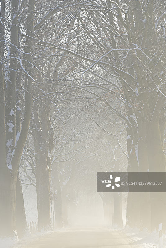 冬日，雾中的林荫大道，冬季的道路状况，北莱茵-威斯特法伦州，德国图片素材